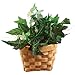 DARICE 2848-07 Basket Wall Woodchip, 6.25