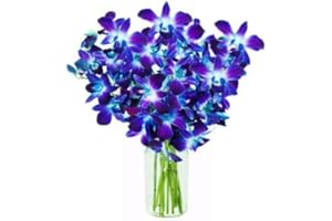 EFLOWERWHOLESALE Premium Cut Blue Orchids (10 Stems Orchid with Vase)