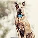 MASBRILL Dog Bark Collars – Effective Anti Barking No Shock Pet Dog Training Collar Stop Barking Deterrent Device Humane Vibration Beep No Barks Collar for Small, Medium Large Dogs 15-110lbsthumb 3