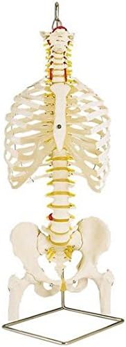 Anatomical Innovations 1286 Classic Flexible Spine Model w/Ribs & Femur Heads