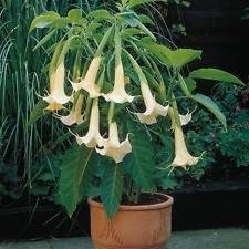 seedusa 12 Seeds Brugmansia Suaveolens White (Angel's Trumpet)