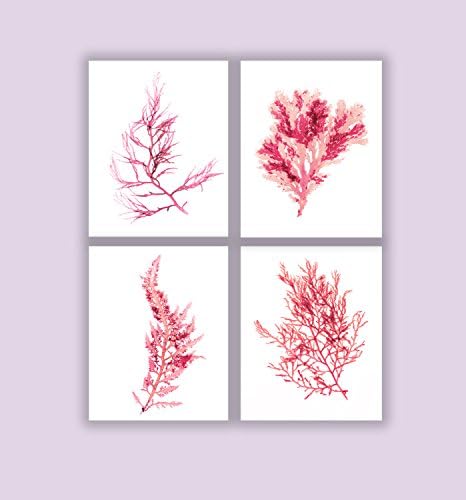 Set of Four Seaweed Prints No. 11, 12, 14, and 15 in coral, Coastal Decor Print Set
