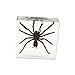 REALBUG Tarantular Paperweight (3 x 3 x 1 1/8