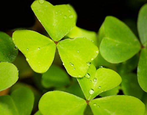 Green clovers Fine art Photography Print