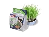 Pureness Oat Garden Kit, 1-Ounce