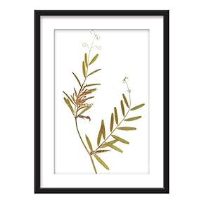 Framed Plant Specimen Art in Black Picture Frames White Matting