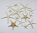 PEPPERLONELY 14PC Mixed Starfish, Finger Starfish, Knobby Armored Starfish, Jungle Starfish 2 Inch ~ 6 Inch