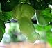 Passiflora quadrangularis Erotica - Penis Passionfruit Giant Granadilla - 5 seeds
