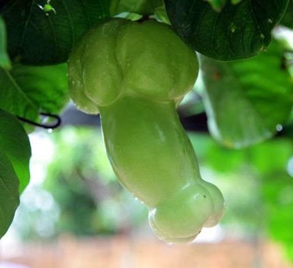 Passiflora quadrangularis Erotica - Penis Passionfruit Giant Granadilla - 5 seeds Passiflora quadrangularis Erotica - Penis Passionfruit Giant Granadilla - 5 seeds