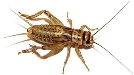 vmfeeders 250 Live Large (3/4") Crickets (Acheta Domesticus)(Brown Cricket)