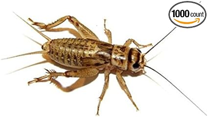 Amazon Com Vm Feeders 1000 Live Medium 1 2 Crickets Acheta