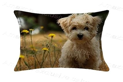 Amazoncom 20x26inch2 Sides Mignon Petit Chien Pillow