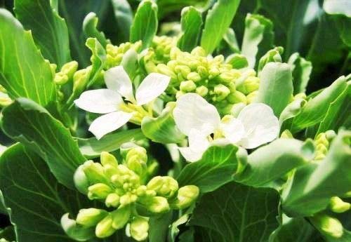 ASTONISH Seeds Package: 1000+ Chinese Broccoli Kale Gailaan GAI LAN Kai LAN Phak Khana ?? ?????