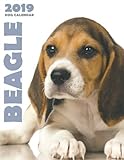 Beagle 2019 Dog Calendar by Over the Wall Dogs