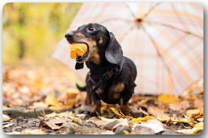Cute Dachshund Dog baby Door Mats Cover Non-Slip Machine Washable Outdoor Indoor Bathroom Kitchen Decor Rug Mat Welcome Doormat - 23.6"(L) x 15.7"(W), 3/16" Thickness