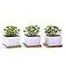 Supla 3 Pcs Assorted Green Artificial Succulent Cactus Echeveria Plants Unpotted Faux Succulent Cactus Desert Plants Flower Foliage for Succulents Wreath Floral Arrangement