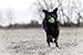 Outward Hound Nooks Happiness Interactive Durable Treat-Dispensing Dog Toy, Stuffable Puzzle Ball for Solo Play or Pair with Large Snoop, Mint-Scented, BPA-Free