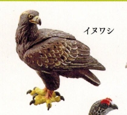 Amazoncom Takeshi Golden Eagle That Capsule Q Museum