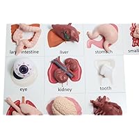 Curious Minds Busy Bags Montessori Human Organ Match - Miniature Body Parts with Cards to Match - Early Childhood Biology Learning Toy