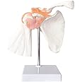 Anatomical Shoulder Joint Model Medical Anatomy Skeleton, Human Body Shoulder Ligament Model Anatomy Replica of Norma Shoulder Joint for Doctors Office Educational Tool,