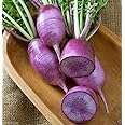 PURPLE DAIKON RADISH – Asian Vegetable - Japanese Unique Purple Radish