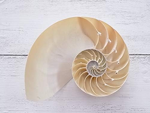 Amazon 貝殻の問屋さん 旧店名 貝殻不思議発見 オウムガイホワイト真珠磨きハーフカット 約10 12cm 1個 ホビー用素材 通販