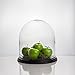 CYS EXCEL Glass Dome Cloche With Black Wood Base (H:13