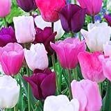 Purple Rain Mix Tulip 20 Bulbs - Lush Violet Hues & White - 12/+ cm Bulbs
