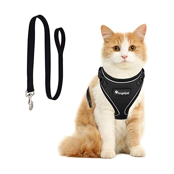 small cat leash
