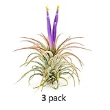 The Drunken Gnome AIR Plants - IONANTHA Small - 3 Pack - air Purifying Flowering Tillandsia for Terrarium, Fairy Garden Starter kit, Home Office, Indoor Outdoor, Corporate Gift (3 Small)