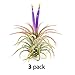 The Drunken Gnome AIR Plants - IONANTHA Small - 3 Pack - air Purifying Flowering Tillandsia for Terrarium, Fairy Garden Starter kit, Home Office, Indoor Outdoor, Corporate Gift (3 Small) primary