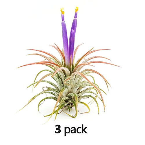The Drunken Gnome AIR Plantsâ€“ IONANTHA Medium â€“ 3 Pack - air Purifying Flowering Tillandsia for Terrarium, Fairy Garden Starter kit, Home Office, Indoor Outdoor, Corporate Gift (3 Medium)
