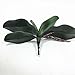 JAROWN Artificial Orchid Leaves Green 2pcs 10 Inches