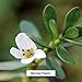 Banyan Botanicals Bacopa Powder, 1 Pound - USDA Organic - Bacopa monniera - Ayurvedic Herb for Memory & Focus