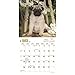 Pug Puppies - 2017 Mini Calendar 7 x 7in