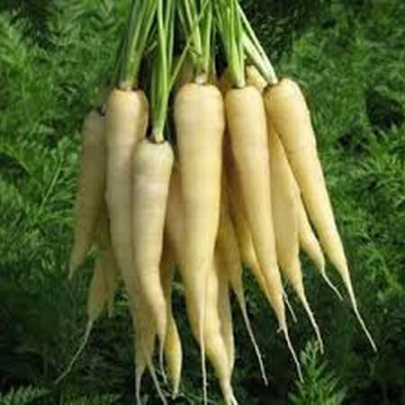 PREMIER SEEDS DIRECT - Lunar White Carrot Seeds, Approx 2500 Seeds