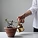 Leiyini Plant Mister Vintage Brass Mister Succulent Plants Watering Can Pot Decorative Brass Sprayer Watering Can Metal Plant Sprayer Mister Brass Gold Garden Tool for Flowers and Succulents