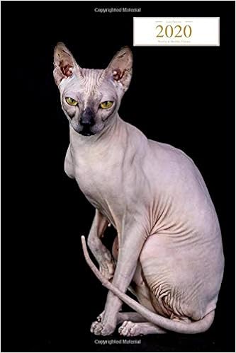 black hairless sphynx