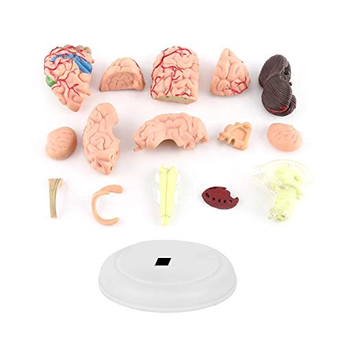 Brain Model - Anatomical Medical Model Disassembled Anatomical Human Brain Model Medical Teaching Tool Toy - Thumbnail 4