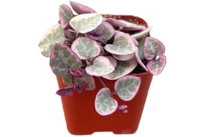 Succulents Plants Live 2" Variegated String of Hearts, Live Mini Succulent Plants, Easy Care House Plants Rooted in Succulent Soil Mix, by The Succulent Cult