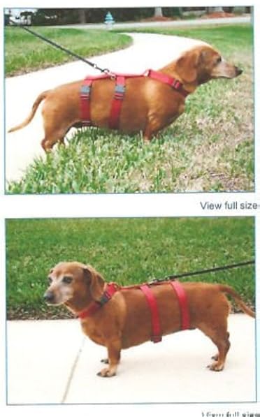 best collar for dachshund