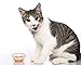 Hartz Delectables Chowder Lickable Wet Cat Treats for Kitten, Adult & Senior Cats, Tuna & Whitefish, 12 Count