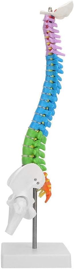Spine Model45CM Tall Anatomical Human Spine Model, Colored Life Size Flexible Anatomical Human Skeleton for Medical Learn Aid