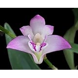 Orchid Insanity Dendrobium kingianum -- The Easiest Orchid on Earth fragrant blooms compact perfect for windowsills or outdoors (not in bloom when shipped)