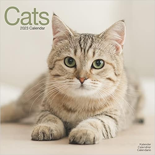 2023 Calendar Amazon Amazon In Buy Cats 2023 Wall Calendar Book Online At Low Prices In India Cats 2023 Wall Calendar Reviews Ratings