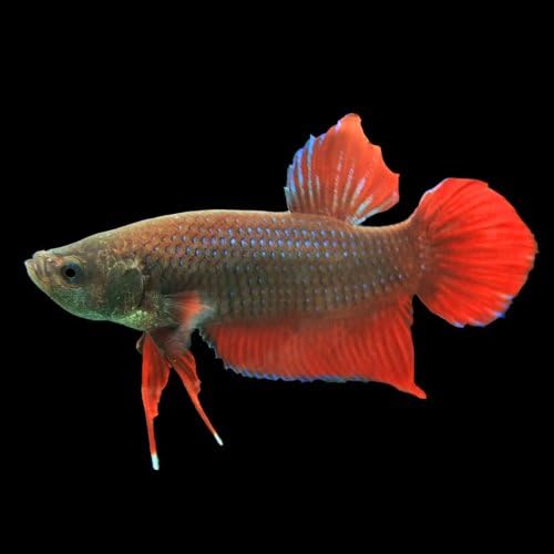 赤系青系色おまかせ 約4cm 1匹 生体 激安超特価 熱帯魚 ベタ プラガット オス 100 品質保証 熱帯魚 ベタ プラガット ビューティー B004ykm942 正規品送料無料 新作製品 世界最高品質人気