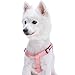 Blueberry Pet 19 Colors Step-in Classic Dog Harness, Chest Girth 16.5