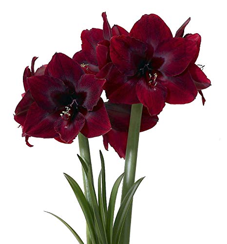 Black Pearl Giant Dutch Amaryllis - New Color - 26/28cm Large Bulb Black Pearl Giant Dutch Amaryllis - New Color - 26/28cm Large Bulb