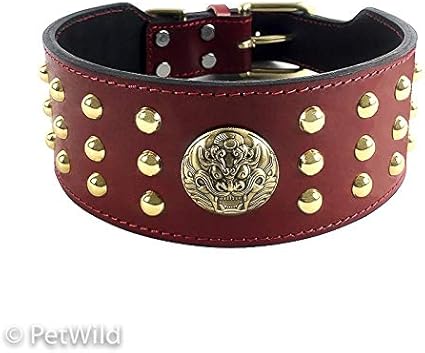 Collier Et Harnais Pour Molosse