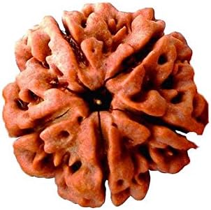 BuyRudraksha Aaa Premium Panch Mukhi / Five Faced Rudraksha Beads With Certificate